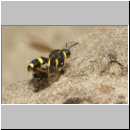 Cerceris rybyensis - Knotenwespe 39d mit Lasioglossum - Furchenbiene - Sandgrube OS-Wallenhorst.jpg